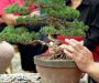 demonstration-on-a-juniperus-chinensis