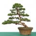 demonstration-sur-juniperus-chinensis