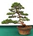 demonstration-sur-juniperus-chinensis