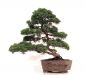 demonstration-sur-juniperus-chinensis