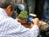 bonsai-soil-is-added