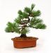 mise-en-forme-d-un-pinus-pentaphylla