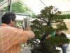 a-bonsai-demonstration-by-guy-maillot-in-new-york